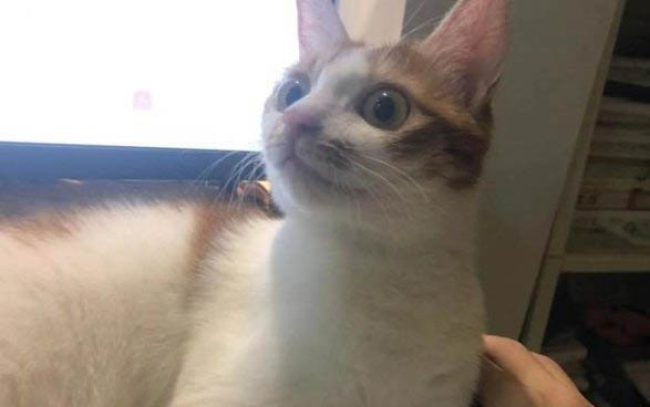 饲养一个月的小猫注意事项