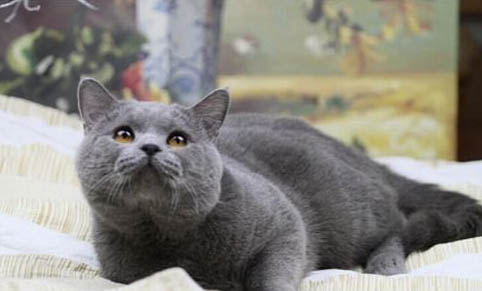 宠物猫走丢了会回来吗
