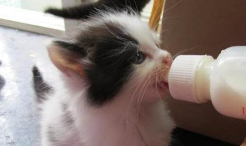 小猫钻被窝不会缺氧吗?