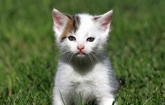 小奶猫呛奶会有哪些症状？