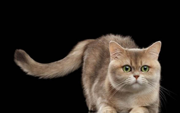 新生小猫不吃奶老叫唤什么病呢