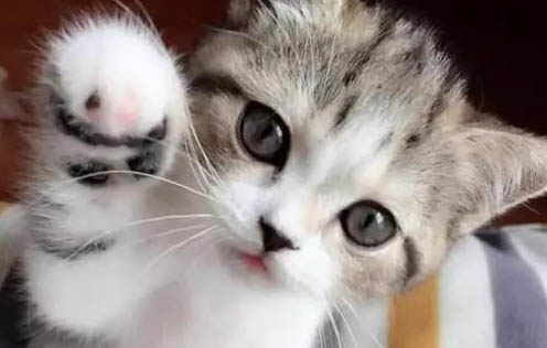 猫咪乱拉尿是什么原因