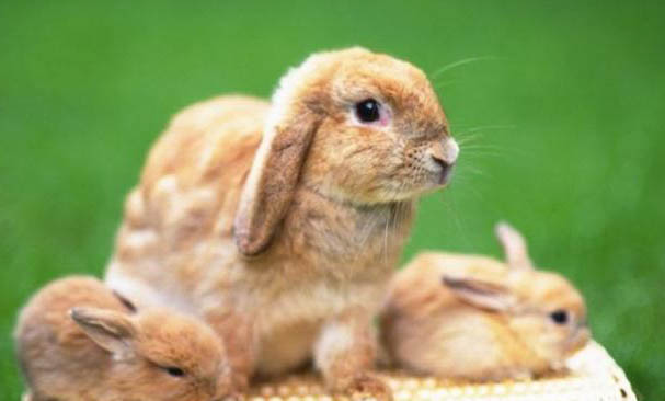 兔子的尾巴有多长?
