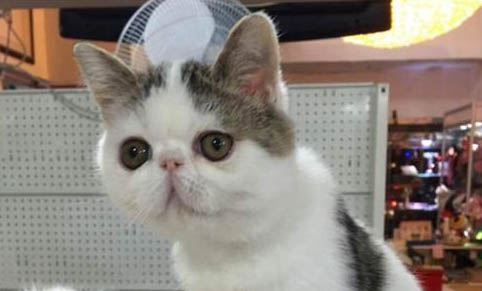 猫咪几个月算成年
