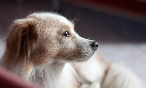 十个月的狗狗得了冠状病毒能治愈吗