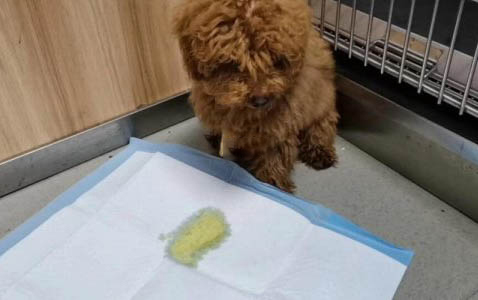 狗狗蛋蛋上长黑色的斑块