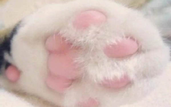 打猫打哪里比较好