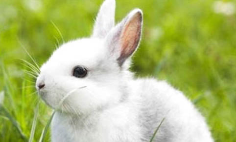 兔子有哪些品种？