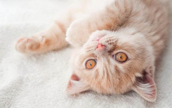 请问猫咪呕吐的原因及处理方法?