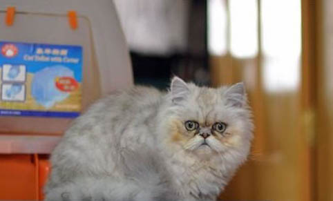 猫咪多久使用一次化毛膏