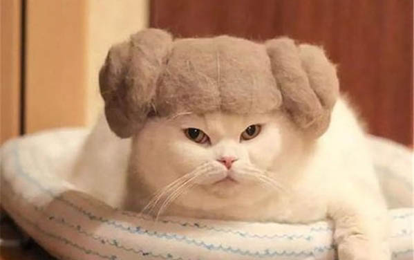 猫咪不吃东西还吐黄水