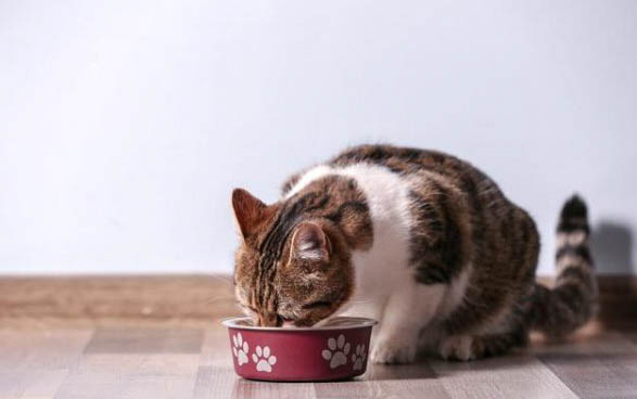 请问猫咪呕吐的原因及处理方法?