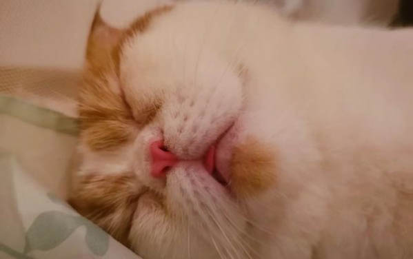 猫的毛囊炎的原因