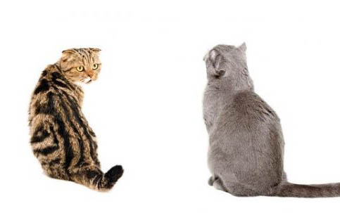 如何正确饲养不同年龄阶段的猫咪