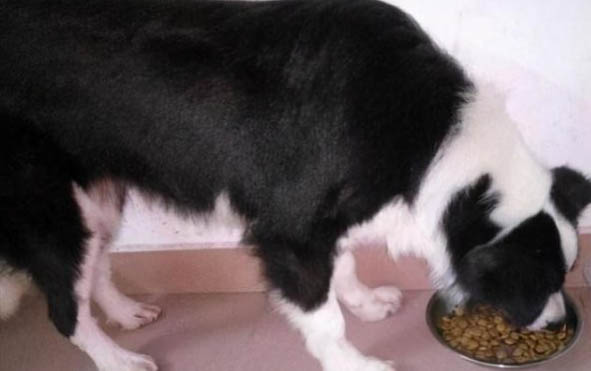 比利时牧羊犬舔伤口会不会感染