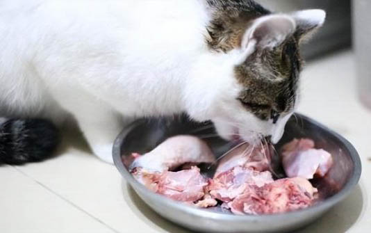 猫咪为什么吃东西会流眼泪
