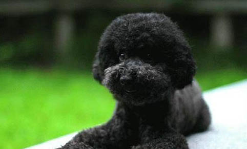 小型泰迪犬能长几斤重?