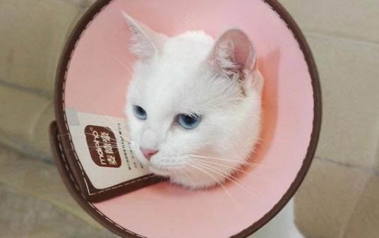猫咪眼睛有红褐色分泌物是正常的吗？