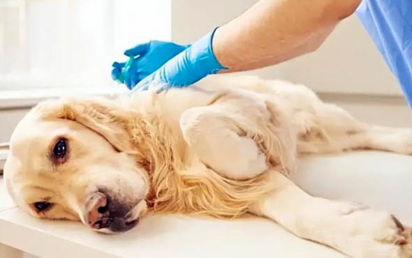 狗狗肛门腺发炎症状是什么