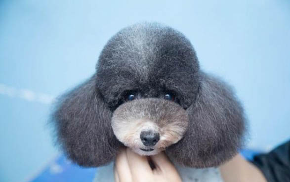 泰迪狗狗喜欢吃白菜是为什么