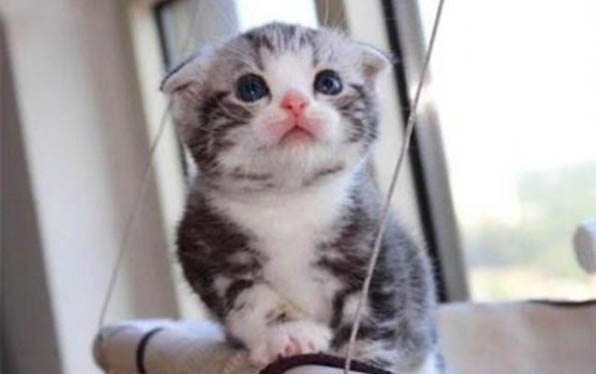猫咪怎么体外驱虫呢