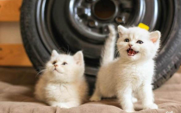 猫咪是怎么感染上猫瘟病毒的