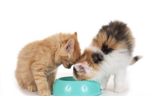 猫咪肾衰竭死亡有哪些症状