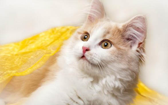 猫咪感冒了会出现什么症状表现