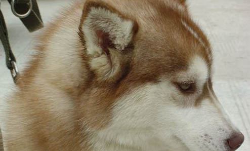 养哈士奇犬的注意事项