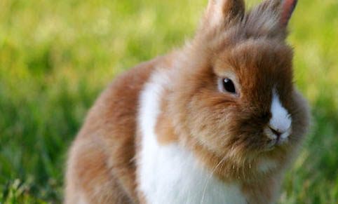 兔子多长时间生小兔