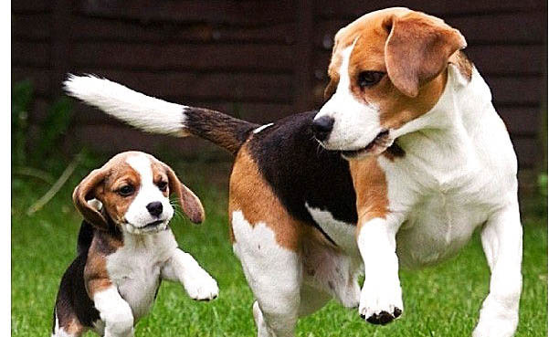 比格犬和柯基犬哪个好