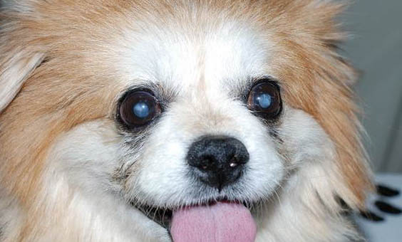 博美犬和泰迪哪个好