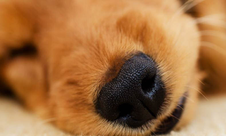 狗狗拉稀的现象和原因及处理方法