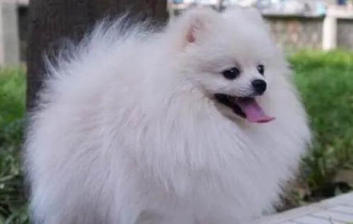 博美犬怎么样好养么?