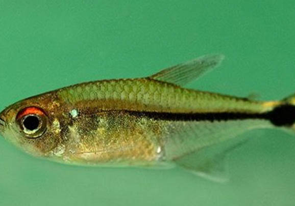 红绿灯鱼一年繁殖几次