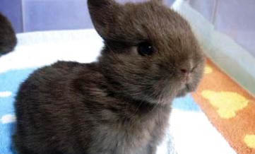 侏儒兔真的不会长大吗