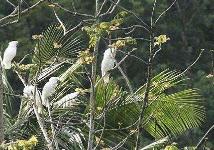 鹦鹉鱼鳃发黑