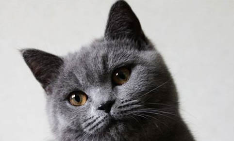 猫咪为什么连续生死胎呢?