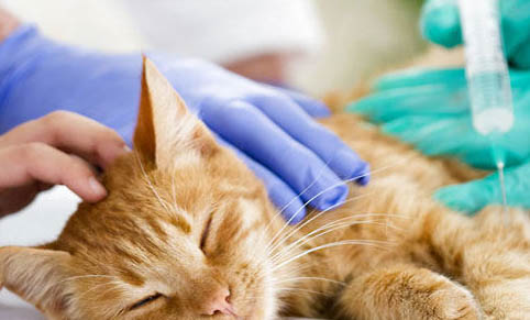 猫咪急性乳腺炎有哪些症状