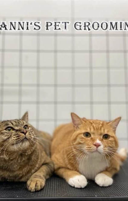 金渐层猫和大橘猫的区别