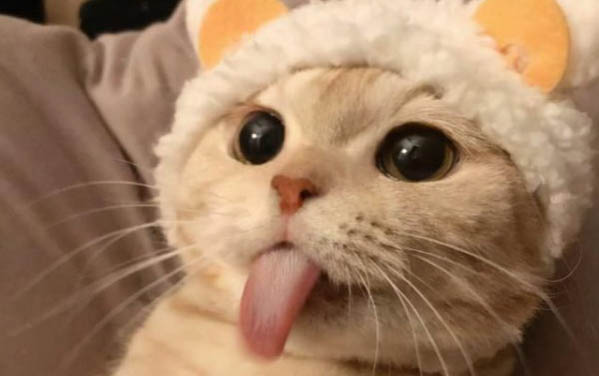 小猫一直呕吐是怎么回事