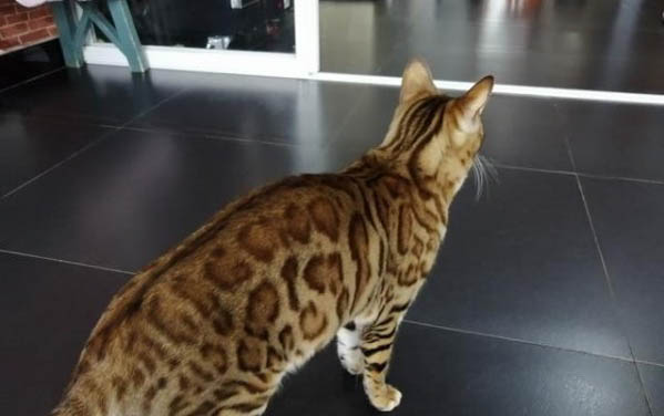 猫咪为何脾气不好?怎么驯服脾气不好的猫咪?