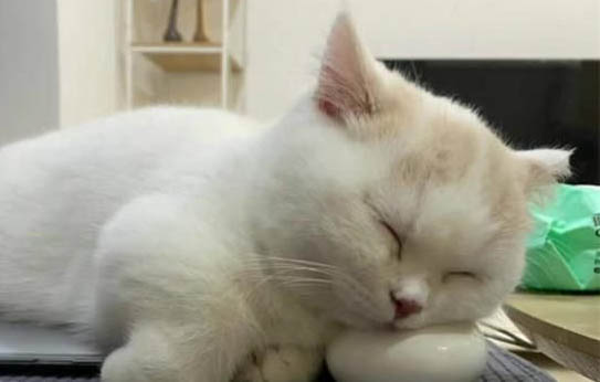 猫咪发情的表现可以用薄荷粉来体现么