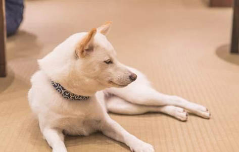 柴犬夏天需要开空调吗