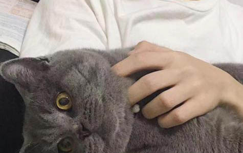 幼猫多久会用猫砂