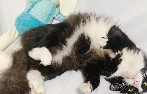百炎症可以给猫吃吗