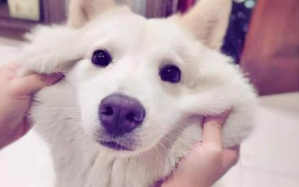 犬瘟第几天是最危险的时候