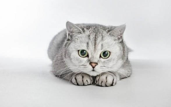 猫咪瘫痪可能自愈