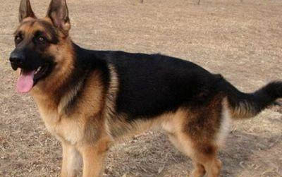 哪里有卖边境牧羊犬 怎么买牧羊犬