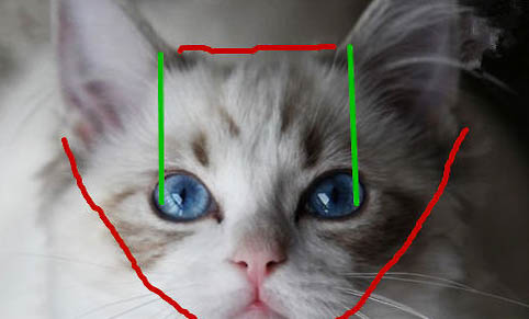 布偶猫配色方法